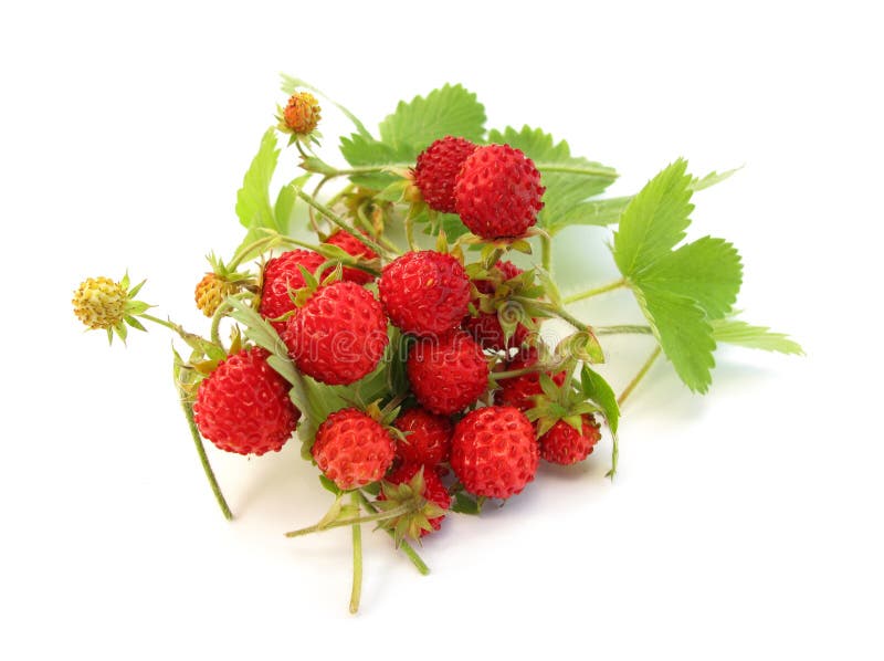 Wild strawberries are small, extremly sweet and healthy. Wild strawberries are small, extremly sweet and healthy.