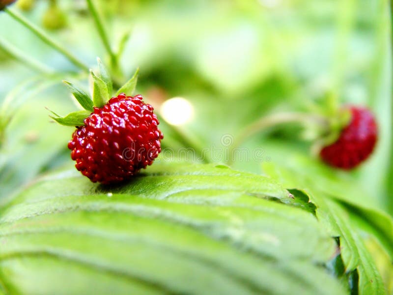 wild strawberries closeup. wild strawberries closeup.