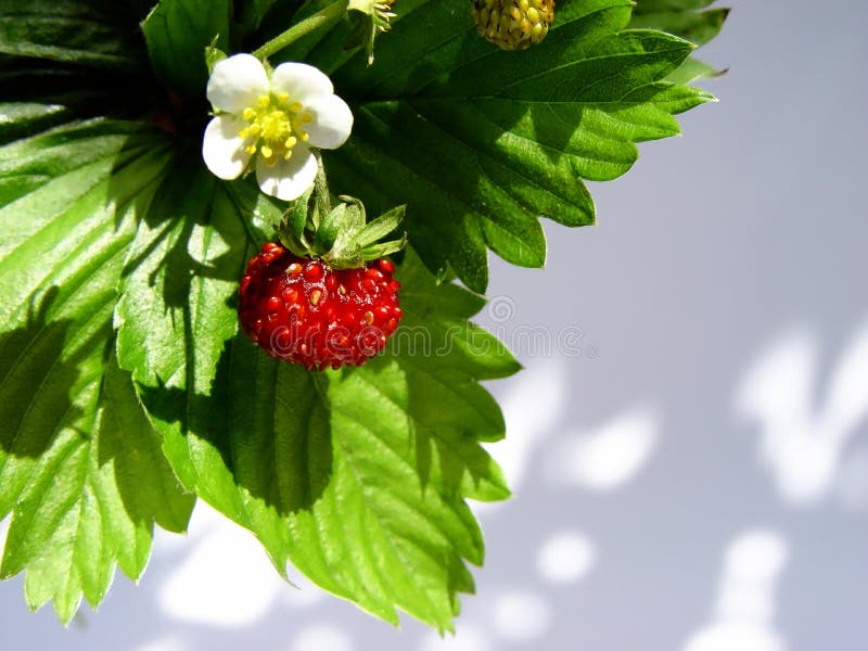 flower and fruit - wild strawberries. flower and fruit - wild strawberries