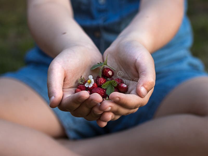 There is a handful of wild strawberries in little girl`s hands. You can see a blossom and a leaf of the strawberries. There is a handful of wild strawberries in little girl`s hands. You can see a blossom and a leaf of the strawberries.