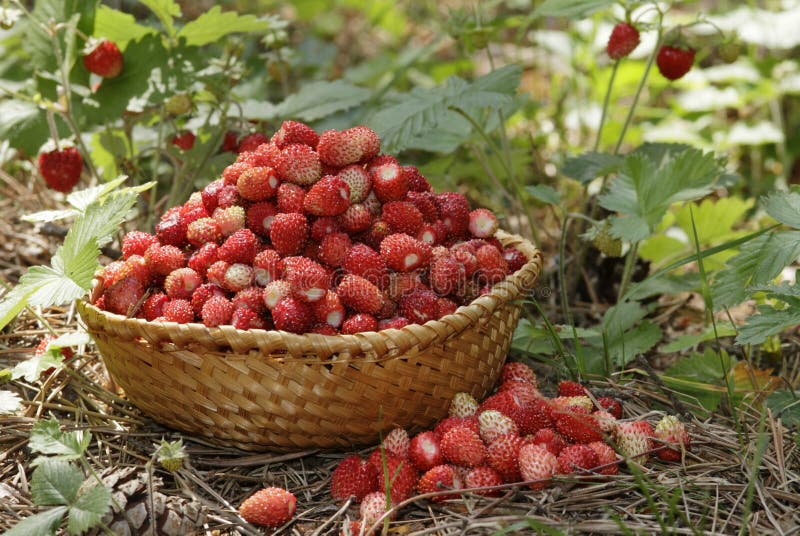 Small thatch plate full of fresh wild strawberries, lies on the grass. Small thatch plate full of fresh wild strawberries, lies on the grass