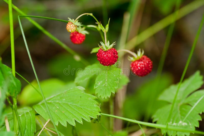 Wild strawberries growing on plant. Wild strawberries growing on plant