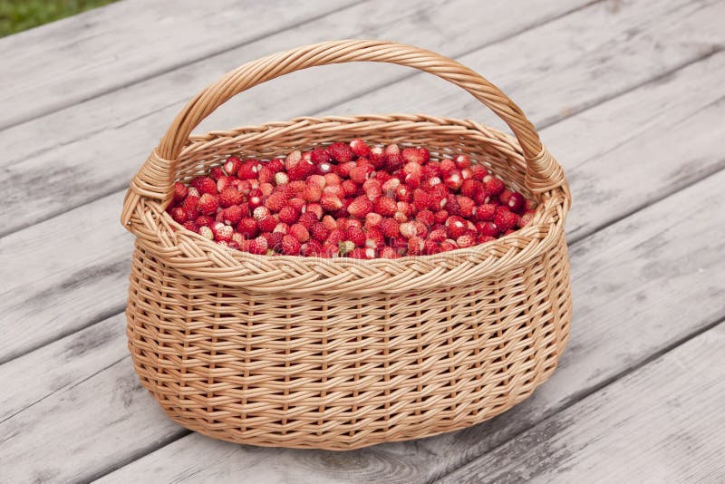 Basket of forest red wild strawberries on the table. Basket of forest red wild strawberries on the table