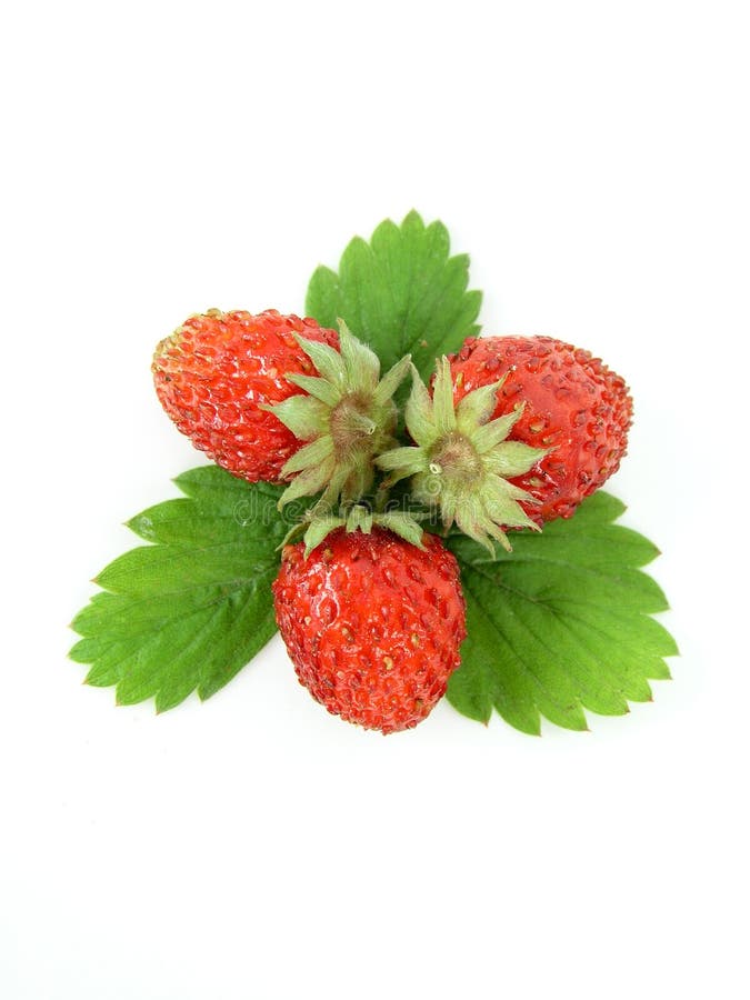 Wild Strawberries - isolated. Wild Strawberries - isolated