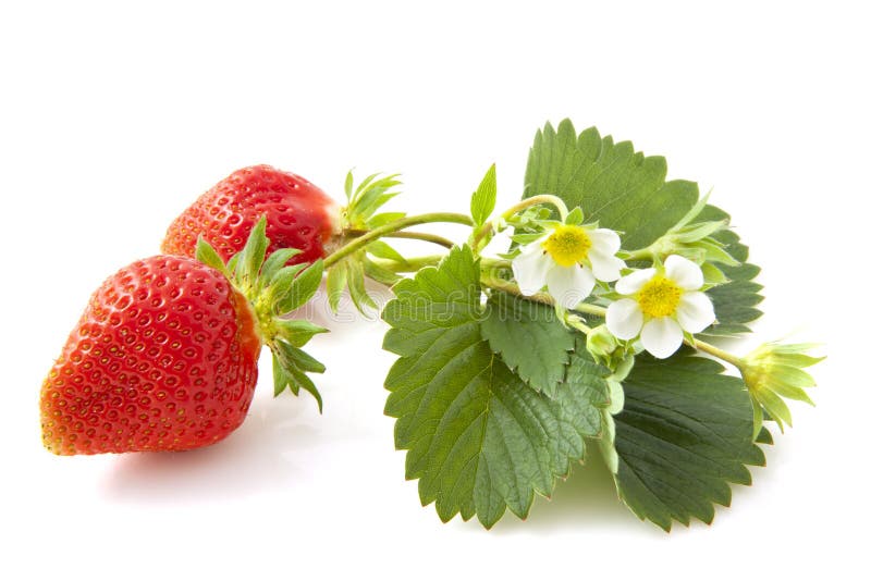 Tasty fresh wild strawberries with flowers over white. Tasty fresh wild strawberries with flowers over white