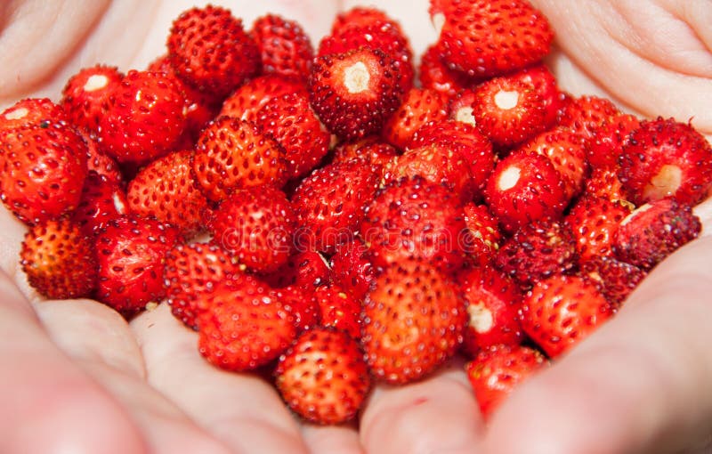 Hand full of wild strawberries. Hand full of wild strawberries