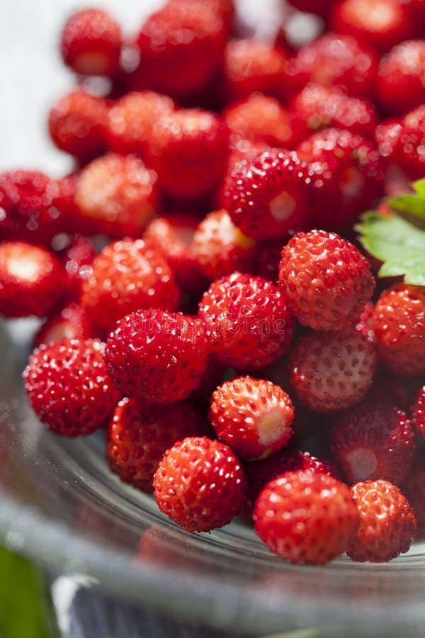 Close-up of delicious fresh and ripe wild strawberries. Close-up of delicious fresh and ripe wild strawberries