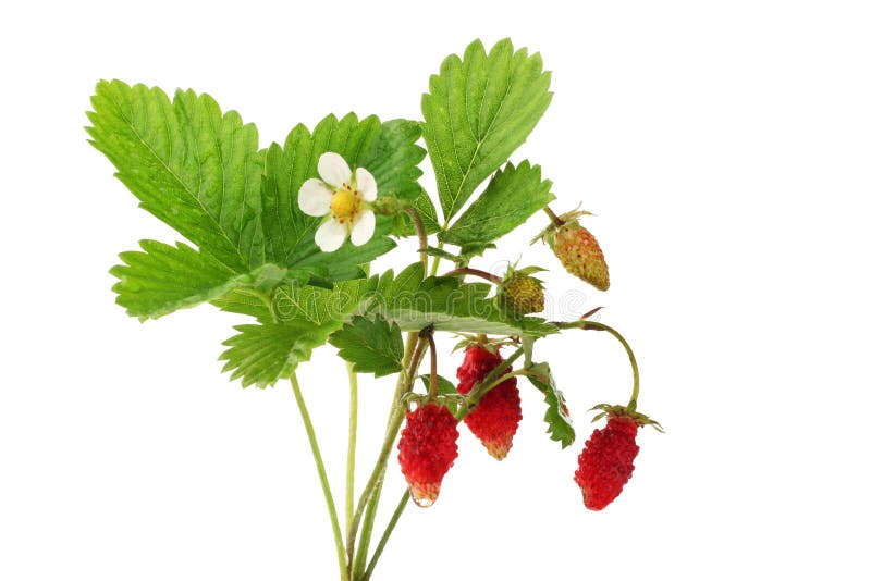 Wild strawberries plant with green leaves, flower, red and green berries. Isolated on white. Wild strawberries plant with green leaves, flower, red and green berries. Isolated on white.