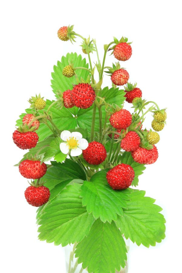 Wild strawberries - beautiful natural fruit and blossom. Wild strawberries - beautiful natural fruit and blossom