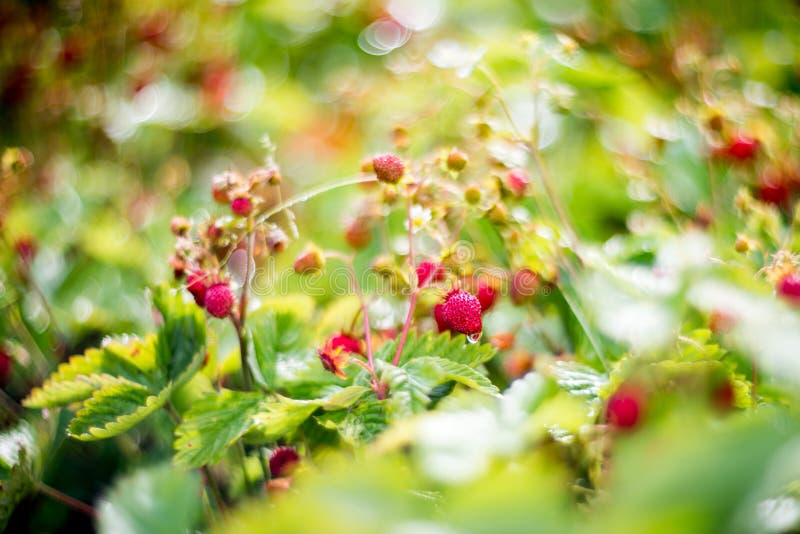 Wild strawberries closeup and bokeh. Wild strawberries closeup and bokeh