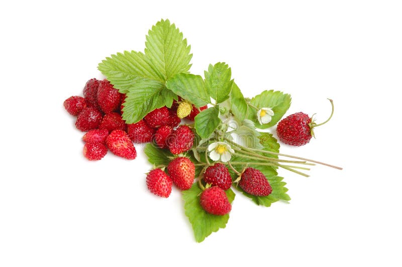Wild strawberries plant with green leaves, flower, red and green berries on white background. Wild strawberries plant with green leaves, flower, red and green berries on white background