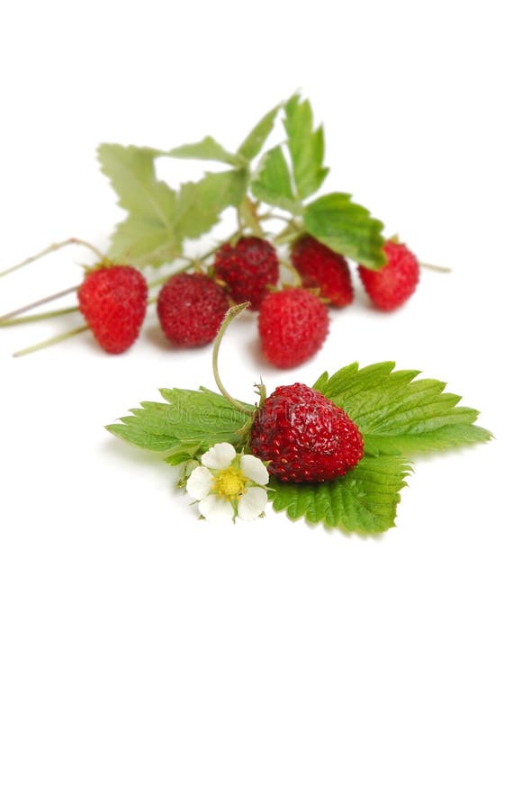 Wild strawberries plant with green leaves, flower, red and green berries on white background. Wild strawberries plant with green leaves, flower, red and green berries on white background