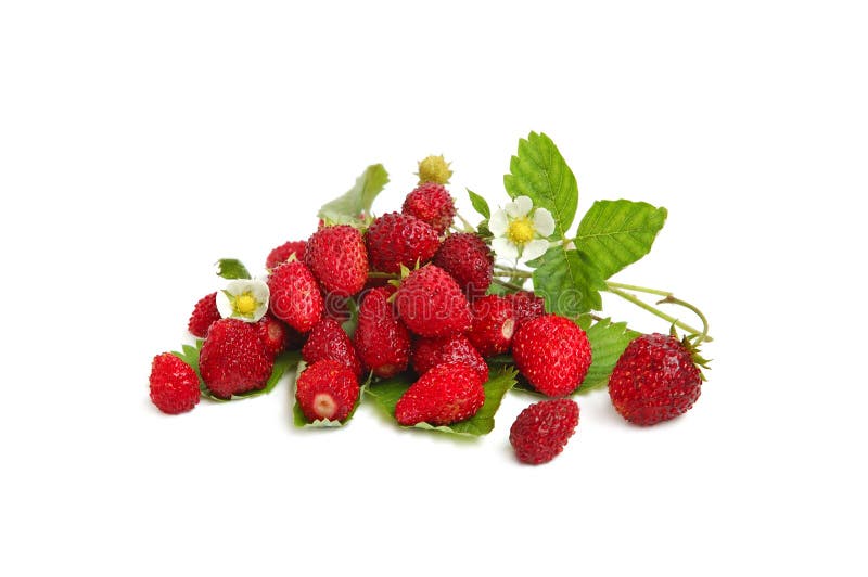 Wild strawberries plant with green leaves, flower, red and green berries on white background. Wild strawberries plant with green leaves, flower, red and green berries on white background