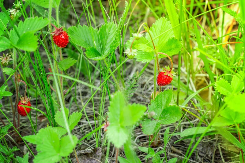 Wild strawberries plant with red ripe berry. Wild strawberries plant with red ripe berry