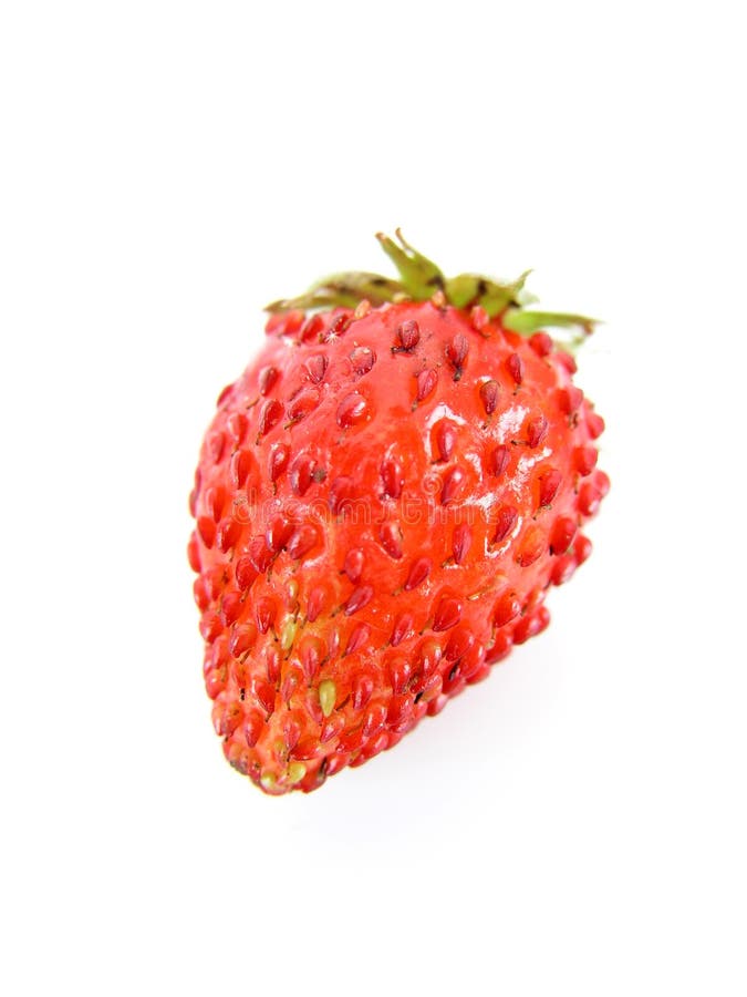 wild jordgubbe royaltyfria bilder wild jordgubbe royaltyfria bilder