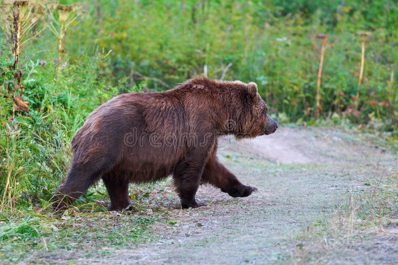 Wild Kamchatka Brown Bear Ursus Arctos Piscator Come Out Forest ...