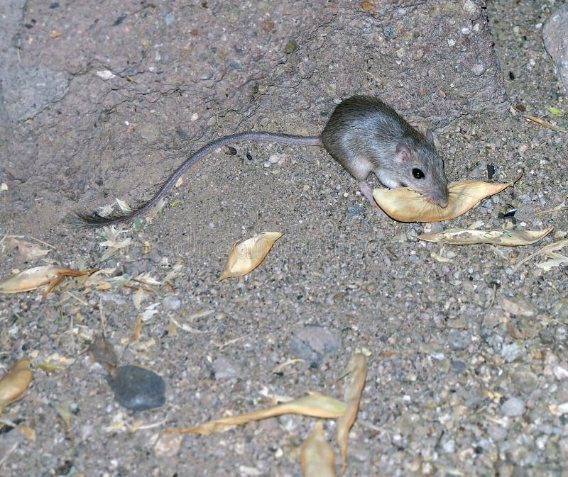 Wild Kangaroo Rat