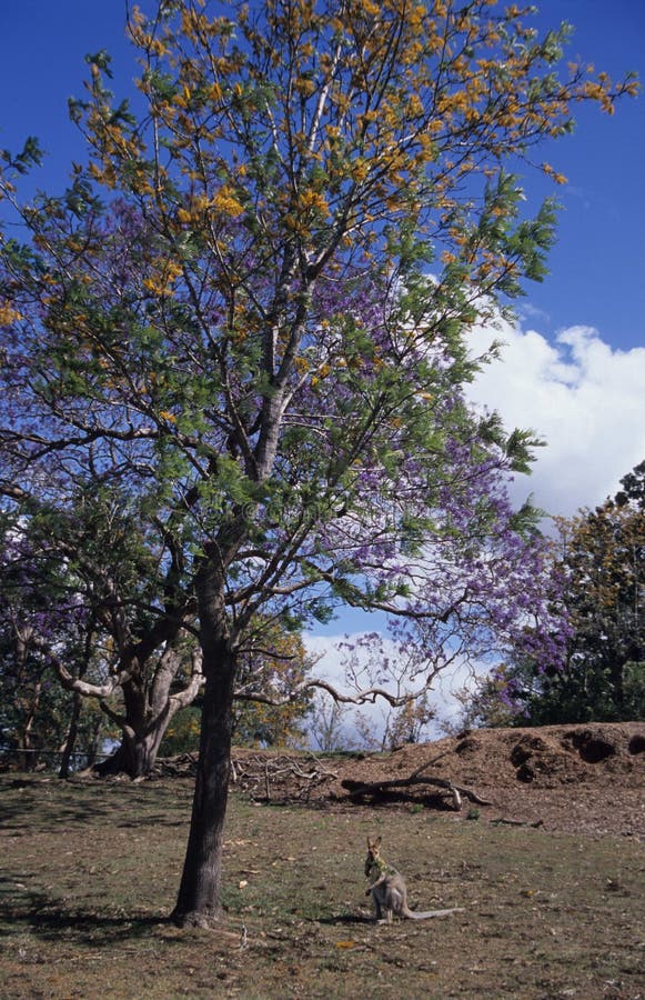 A wild kangaroo under tree