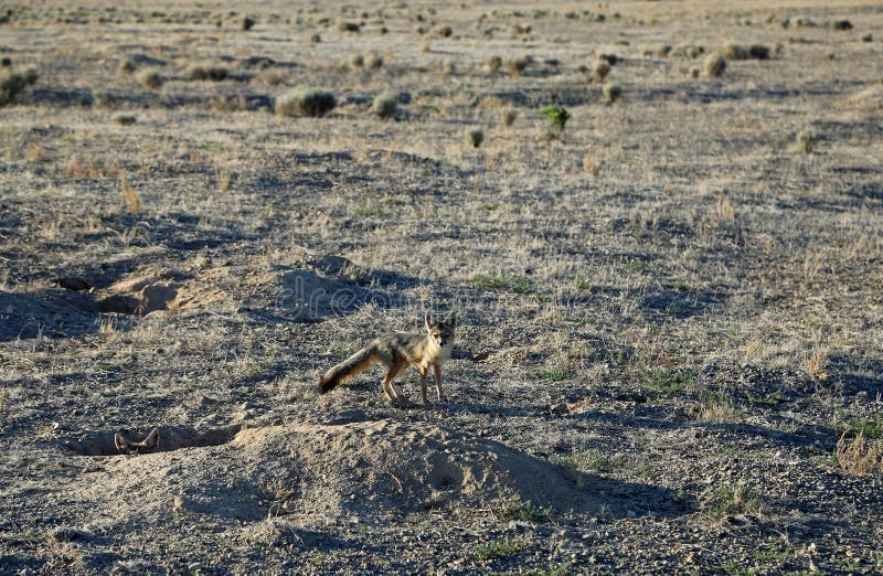 Kit fox in Nevada desert stock photo. Image of nature 232206760