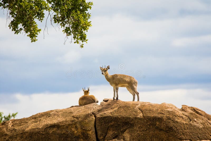 Klipspringer Antelope royalty free stock photos