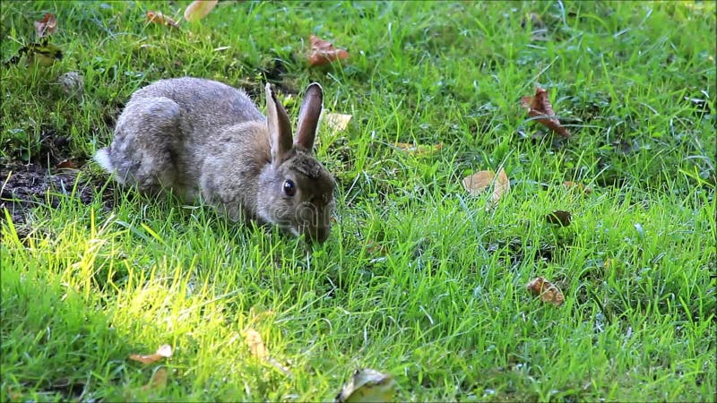 Wild konijn in een park die gras eten