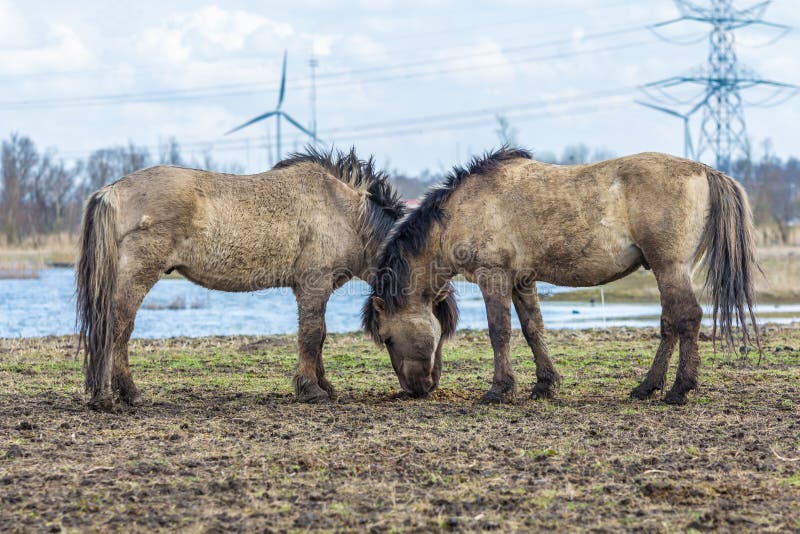 Wild Konik horses in Dutch wildlife reserve royalty free stock image Wild Konik horses in Dutch wildlife reserve royalty free stock image