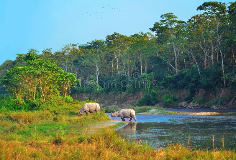 Wild landscape with asian rhinoceroses in CHITWAN