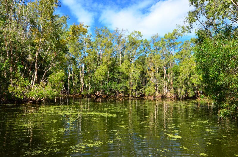 Wild landscape of gum trees grow on a river lagoon in Queensland