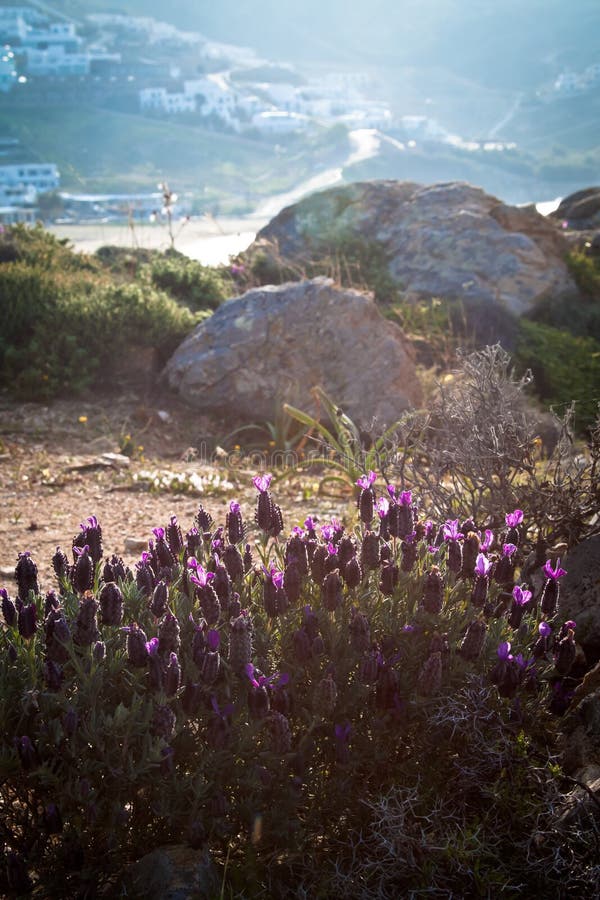 Wild lavender by the beach