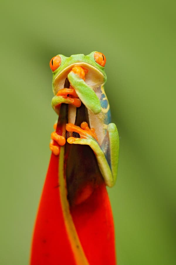 Wild lebende Tiere Costa Rica Schöner Frosch im Wald, exotisches Tier von Zentralamerika, rote Blume Rotäugiger Baum-Frosch, Agal lizenzfreie stockbilder Wild lebende Tiere Costa Rica Schöner Frosch im Wald, exotisches Tier von Zentralamerika, rote Blume Rotäugiger Baum-Frosch, Agal lizenzfreie stockbilder
