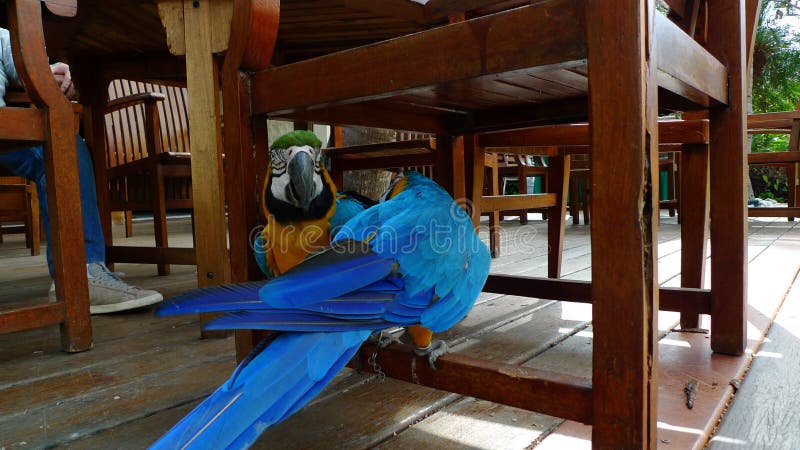 Wild lebende Tiere, Keilschwanzsittich, bunte tropische Farben, stockfoto Wild lebende Tiere, Keilschwanzsittich, bunte tropische Farben, stockfoto