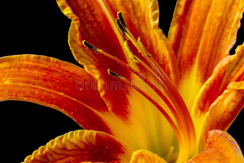 Wild lily stamens close-up.