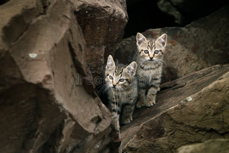 Wild liten stray två för gulliga kattungar royaltyfria bilder