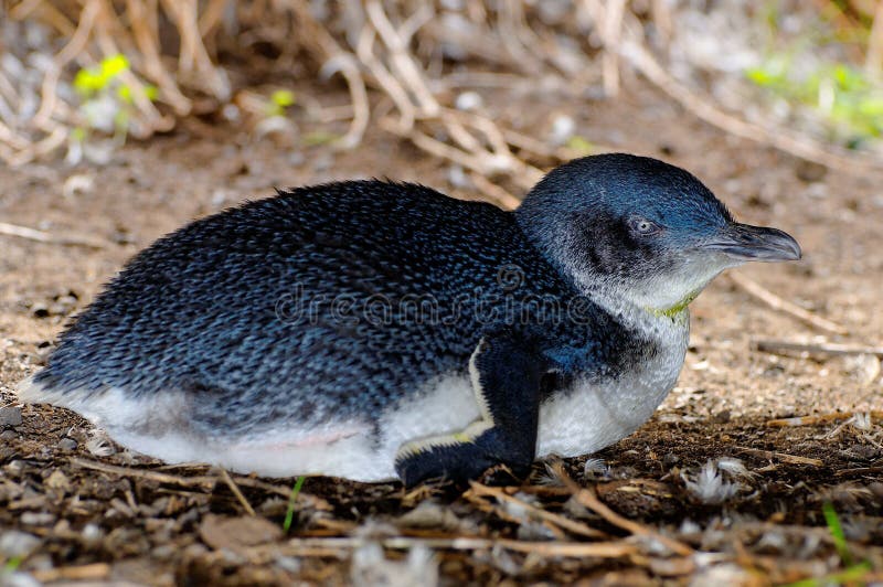 Wild little penguin