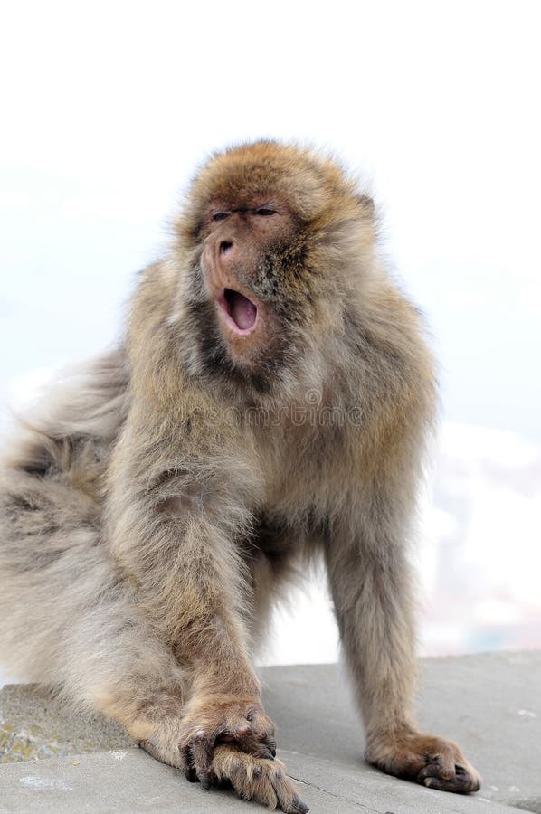 Wild living barbary macaque in Gibraltar royalty free stock photos Wild living barbary macaque in Gibraltar royalty free stock photos
