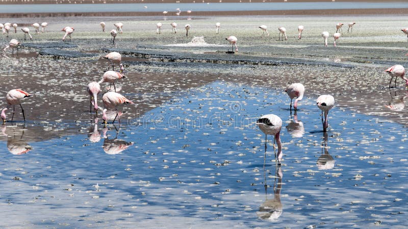 Wild living flamingos