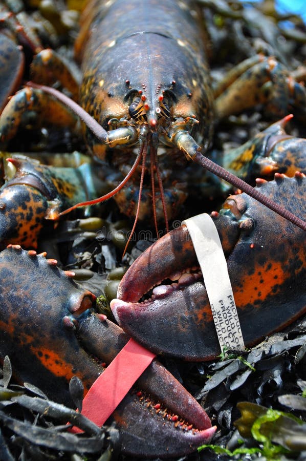 Wild Lobster stock photo. Image of water, face, detail 27764304
