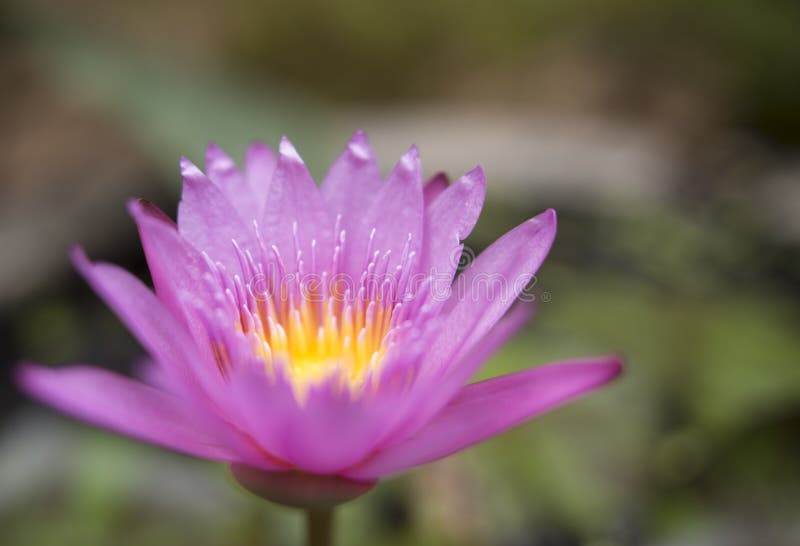 Wild Lotus Flower In Karnataka, India. Natural Colors