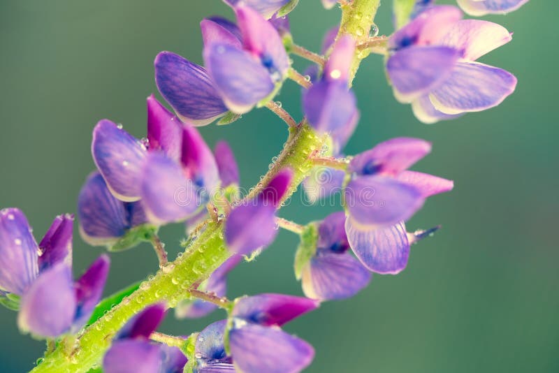 3 174 Lupine Macro Photos Free Royalty Free Stock Photos From Dreamstime