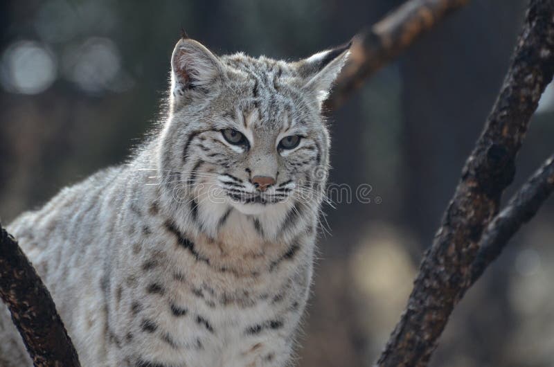 Wild Lynx Cat royalty free stock photo Wild Lynx Cat royalty free stock photo