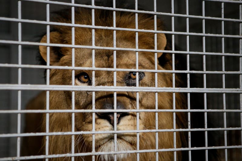Wild male lion kept in cage inside a circus menagerie - animal abuse royalty free stock photography Wild male lion kept in cage inside a circus menagerie - animal abuse royalty free stock photography