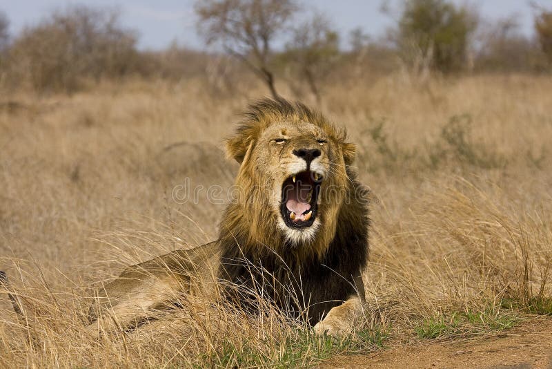 Wild male lion yawning , Kruger National park, South Africa