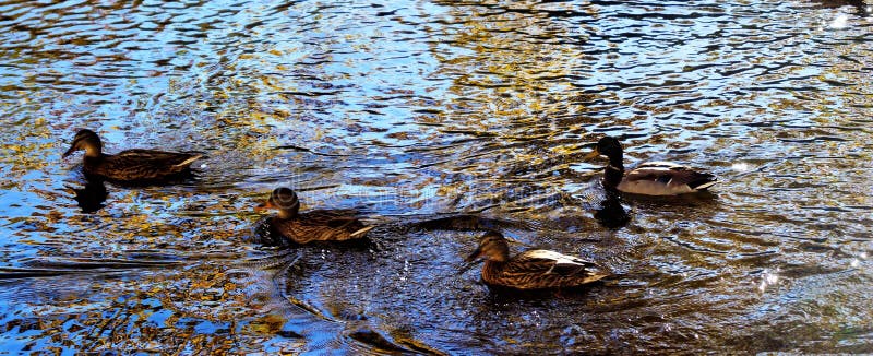 Wild Ducks Mallard swim in a forest lake, the water shines brightly in the sun. royalty free stock images Wild Ducks Mallard swim in a forest lake, the water shines brightly in the sun. royalty free stock images