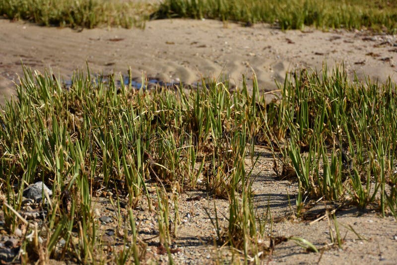 Wild Marsh Grass Growing on a Sandy Beach Stock Image Image of