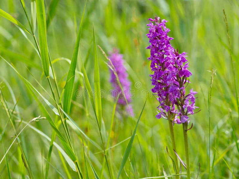 wild marshorchids arkivbilder wild marshorchids arkivbilder