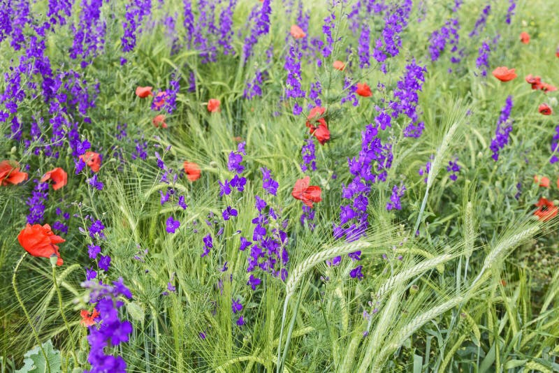 Wild meadow flowers stock photo. Image of gardening 145123156