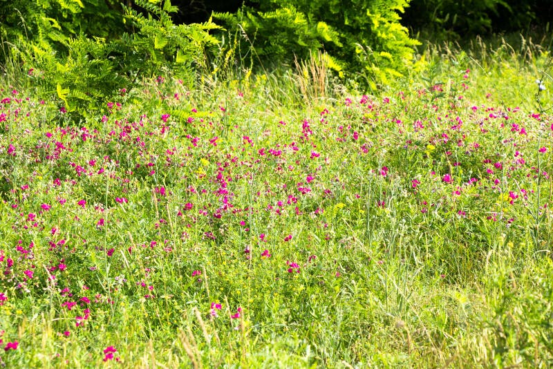 The Wild Medicinal Herb Motherwort Ukraine is in Bloom in the Yard Stock Photo Image of