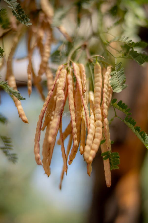 Wild Mesquite Beans on Tree with Blue Sky. Wild Mesquite Beans on Tree with Blue Sky