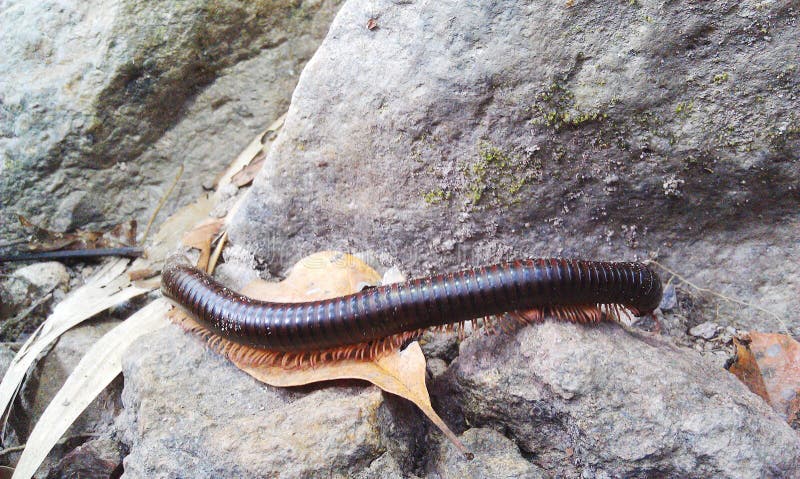 Wild millipede royalty free stock image