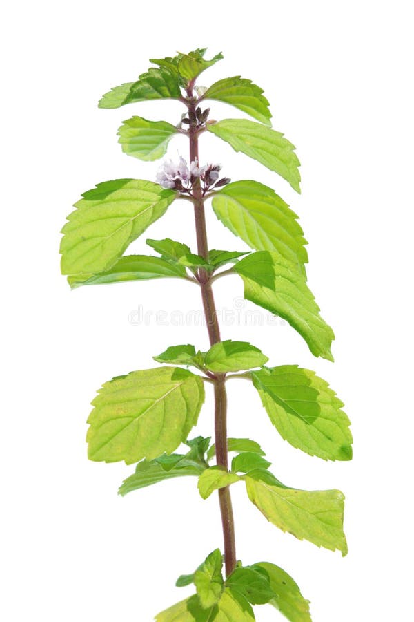Wild Mint (Mentha Arvensis) Isolated On White Stock Photo Image of
